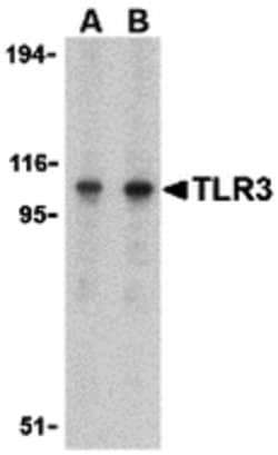 Invitrogen TLR3 Polyclonal Antibody 100 &mu;g; Unconjugated:Antibodies,
