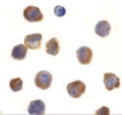 TLR3 Polyclonal Antibody, Invitrogen 100 &mu;g; Unconjugated:Antibodies