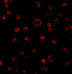 TLR3 Polyclonal Antibody, Invitrogen 100 &mu;g; Unconjugated:Antibodies