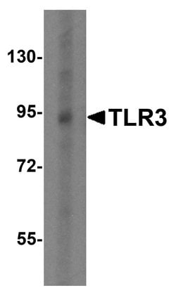 TLR3 Polyclonal Antibody, Invitrogen 100 &mu;g; Unconjugated:Antibodies