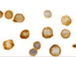 Invitrogen TLR5 Polyclonal Antibody 100 μg; Unconjugated:Antibodies,