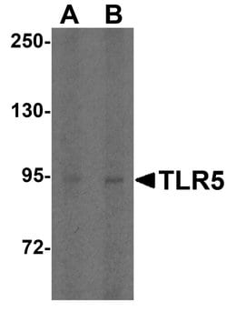 Invitrogen TLR5 Polyclonal Antibody 100 μg; Unconjugated:Antibodies,