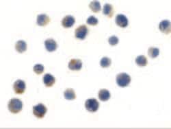 Invitrogen TLR6 Polyclonal Antibody 100 &mu;g; Unconjugated:Antibodies,