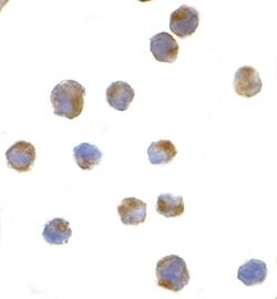 Invitrogen IRE1 alpha Polyclonal Antibody 100 &mu;g; Unconjugated:Antibodies,