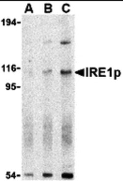 Invitrogen IRE1 alpha Polyclonal Antibody 100 &mu;g; Unconjugated:Antibodies,