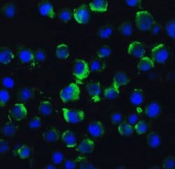 Invitrogen TRAF2 Polyclonal Antibody 100 μg; Unconjugated:Antibodies,