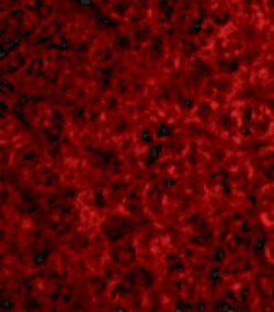 Invitrogen TRAF2 Polyclonal Antibody 100 μg; Unconjugated:Antibodies,