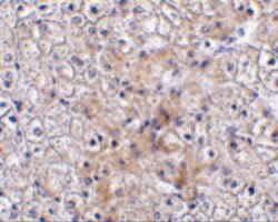Invitrogen TRAF2 Polyclonal Antibody 100 μg; Unconjugated:Antibodies,