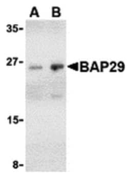 Invitrogen BAP29 Polyclonal Antibody 100 &mu;g; Unconjugated:Antibodies,