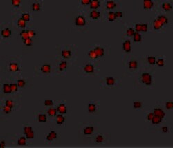 Invitrogen CTRP2 Polyclonal Antibody 100 &mu;g; Unconjugated:Antibodies,