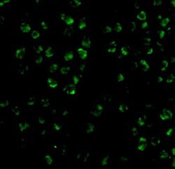 Invitrogen ASK1 Polyclonal Antibody 100 &mu;g; Unconjugated:Antibodies,