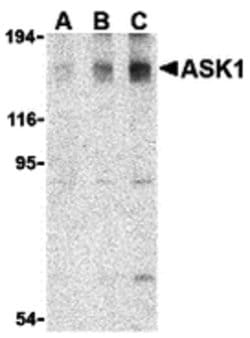 Invitrogen ASK1 Polyclonal Antibody 100 &mu;g; Unconjugated:Antibodies,