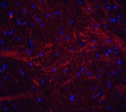 Invitrogen TWEAK Polyclonal Antibody 100 μg; Unconjugated:Antibodies,