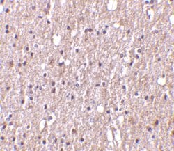 Invitrogen TWEAK Polyclonal Antibody 100 μg; Unconjugated:Antibodies,