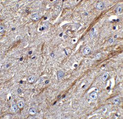 Invitrogen TWEAK Polyclonal Antibody 100 μg; Unconjugated:Antibodies,