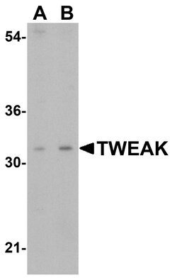 Invitrogen TWEAK Polyclonal Antibody 100 μg; Unconjugated:Antibodies,