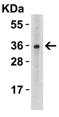 Invitrogen TWEAK Polyclonal Antibody 100 μg; Unconjugated:Antibodies,