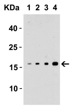 Invitrogen TWEAK Polyclonal Antibody 100 μg; Unconjugated:Antibodies,