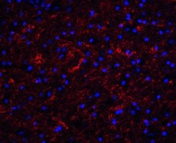 Invitrogen Apolipoprotein J Polyclonal Antibody 100 &mu;g; Unconjugated:Antibodies,