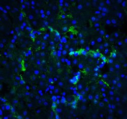 Invitrogen XBP1 Polyclonal Antibody 100 &mu;g; Unconjugated:Anticorps,