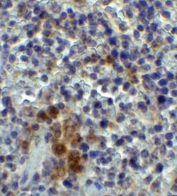 Invitrogen XBP1 Polyclonal Antibody 100 &mu;g; Unconjugated:Anticorps,