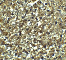 Invitrogen XBP1 Polyclonal Antibody 100 &mu;g; Unconjugated:Anticorps,