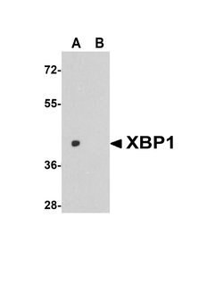 Invitrogen XBP1 Polyclonal Antibody 100 &mu;g; Unconjugated:Anticorps,
