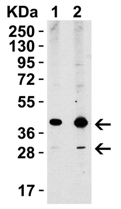 Invitrogen XBP1 Polyclonal Antibody 100 &mu;g; Unconjugated:Anticorps,