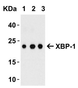 Invitrogen XBP1 Polyclonal Antibody 100 &mu;g; Unconjugated:Anticorps,