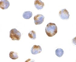 Invitrogen BMI-1 Polyclonal Antibody 100 &mu;g; Unconjugated:Antibodies,