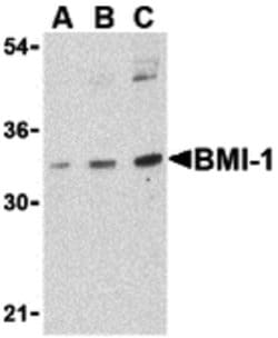 Invitrogen BMI-1 Polyclonal Antibody 100 &mu;g; Unconjugated:Antibodies,