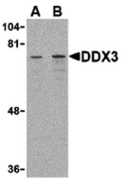 Invitrogen DDX3 Polyclonal Antibody 100 &mu;g; Unconjugated:Antibodies,