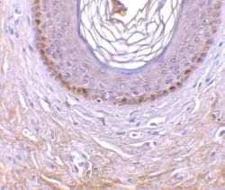 Invitrogen EDA2R Polyclonal Antibody 100 μg; Unconjugated:Antibodies,