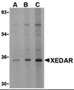 Invitrogen EDA2R Polyclonal Antibody 100 μg; Unconjugated:Antibodies,