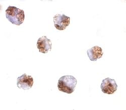 PAK6 Polyclonal Antibody, Invitrogen 100 &mu;g; Unconjugated:Antibodies