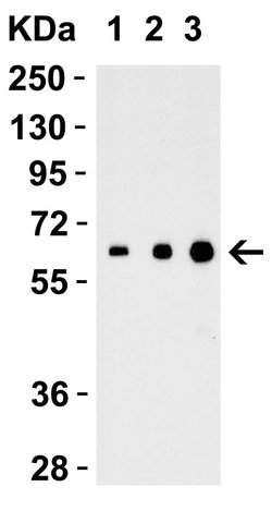 Invitrogen IL-27 p28 Polyclonal Antibody 100 &mu;g | Buy Online | Invitrogen&trade; | Fisher Scientific