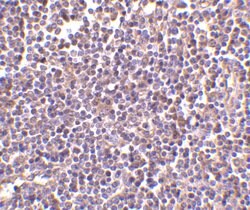 Invitrogen AIM Polyclonal Antibody 100 &mu;g; Unconjugated:Antibodies,