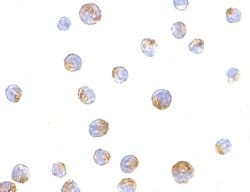 Invitrogen TIMD4 Polyclonal Antibody 100 &mu;g | Buy Online | Invitrogen&trade; | Fisher Scientific