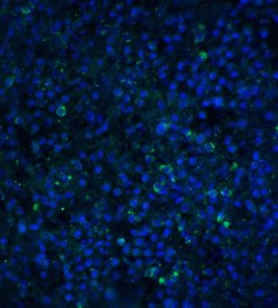 Invitrogen TIMD4 Polyclonal Antibody 100 &mu;g | Buy Online | Invitrogen&trade; | Fisher Scientific
