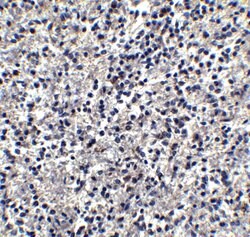 Invitrogen TIMD4 Polyclonal Antibody 100 &mu;g | Buy Online | Invitrogen&trade; | Fisher Scientific