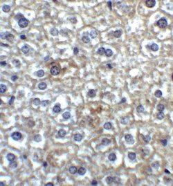 Invitrogen TIMD4 Polyclonal Antibody 100 &mu;g | Buy Online | Invitrogen&trade; | Fisher Scientific