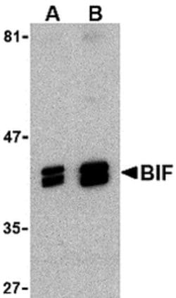 Invitrogen Bif1 Polyclonal Antibody 100 &mu;g; Unconjugated:Antibodies,