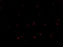 Invitrogen CD180 Polyclonal Antibody 100 &mu;g | Buy Online | Invitrogen&trade; | Fisher Scientific