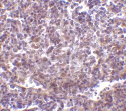 Invitrogen CD180 Polyclonal Antibody 100 &mu;g | Buy Online | Invitrogen&trade; | Fisher Scientific