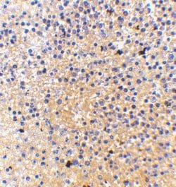 Invitrogen MD-1 Polyclonal Antibody 100 &mu;g; Unconjugated:Antibodies,