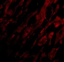 Invitrogen UNG Polyclonal Antibody 100 &mu;g; Unconjugated:Antibodies,