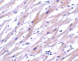 Invitrogen UNG Polyclonal Antibody 100 &mu;g; Unconjugated:Antibodies,