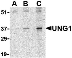 Invitrogen UNG Polyclonal Antibody 100 &mu;g; Unconjugated:Antibodies,
