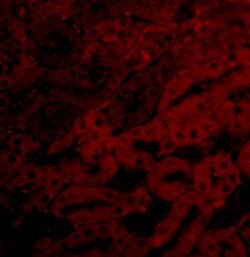 Invitrogen BCL2A1 Polyclonal Antibody 100 &mu;g; Unconjugated:Antibodies,