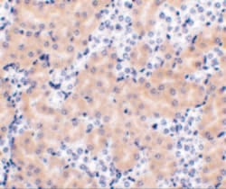 Invitrogen BCL2A1 Polyclonal Antibody 100 &mu;g; Unconjugated:Antibodies,